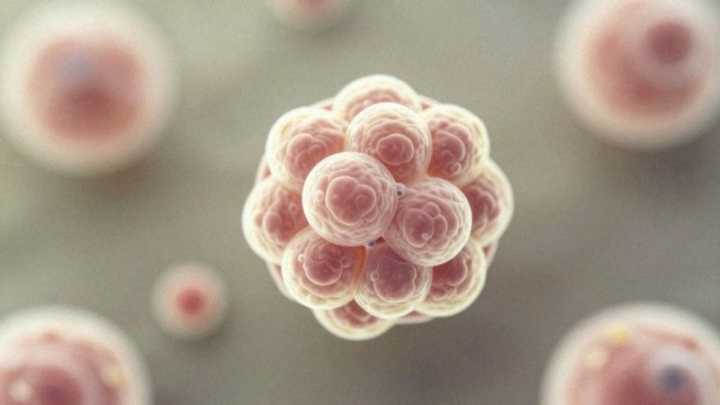 Jak przebiega oogeneza i folikulogeneza?