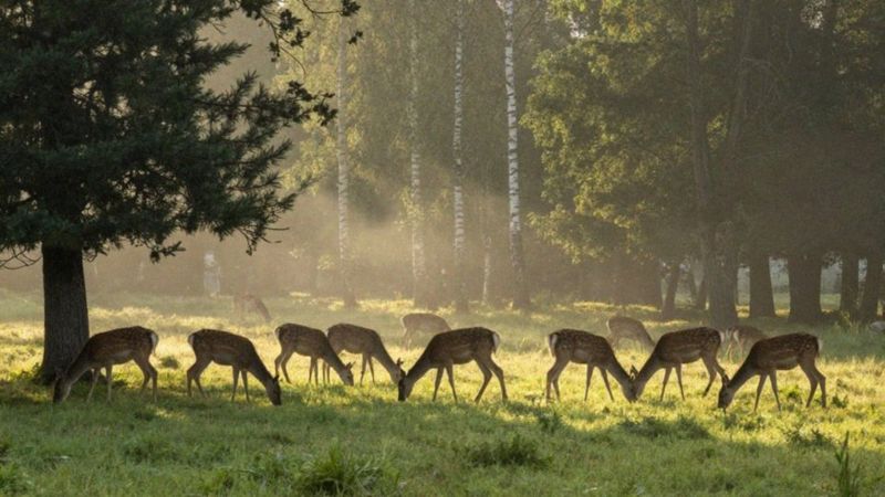 Co oznacza stado dzikich zwierząt we śnie?