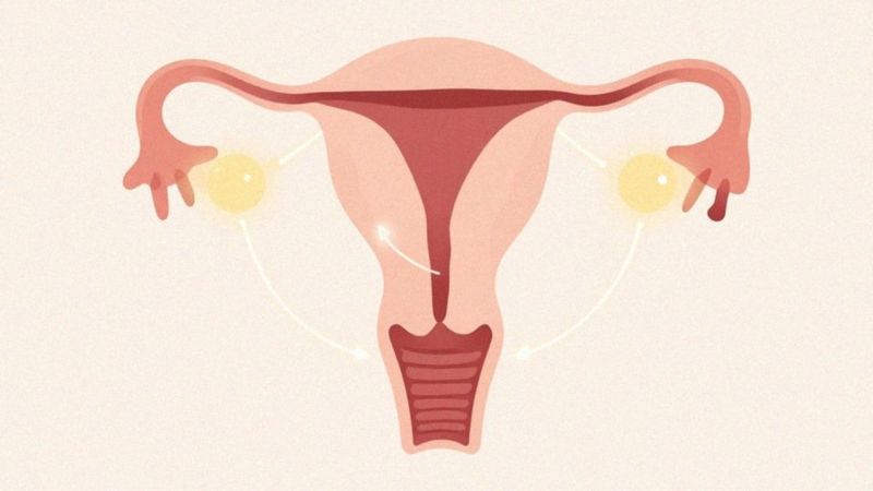 Jak wygląda typowy cykl menstruacyjny?