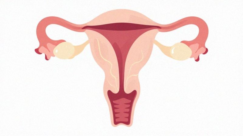 Jak progesteron i estrogen regulują cykl miesiączkowy?