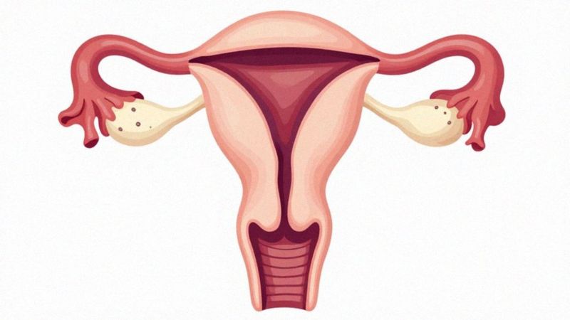 Jaką rolę mają hormony w menstruacji?
