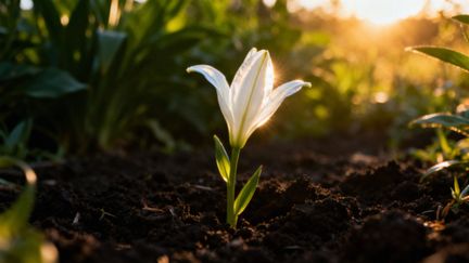 Antykoncepcja czy naturalne planowanie rodziny? Porównanie skuteczności i korzyści