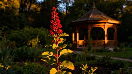 Ashwagandha — jak działa i jakie przynosi korzyści?
