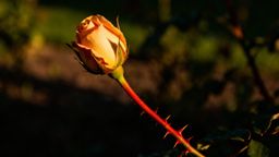 Zinternalizowana mizoginia - jak ją rozpoznać i przełamać?